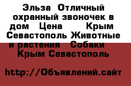 Эльза. Отличный охранный звоночек в дом › Цена ­ 1 - Крым, Севастополь Животные и растения » Собаки   . Крым,Севастополь